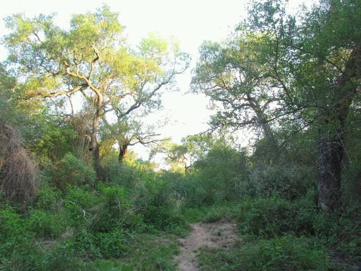 Un bosque bien desarrollado altas temperaturas y baja transforma